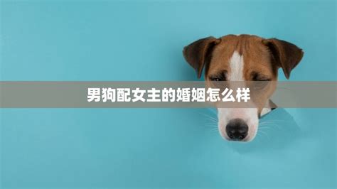 豬狗配|狗的兼容性，愛情和婚姻